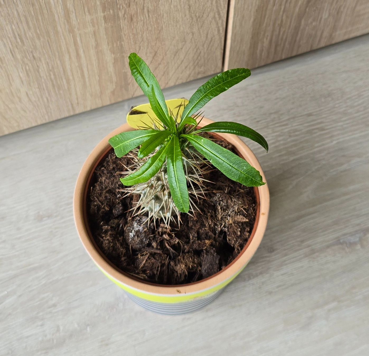 Piante & sementi: Pachypodium Lamerei Inkl. Topf – Nuovo (secondo la descrizione) da Aarburg venduto da Glitzerschein 1