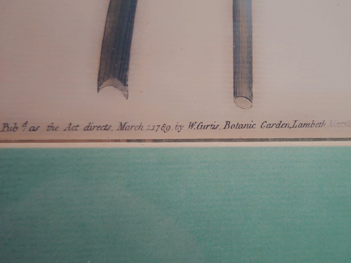 Incisioni: 2 Antike botanische Stiche - 1789, 1790 – Usato da Baldegg venduto da collect.hub 4