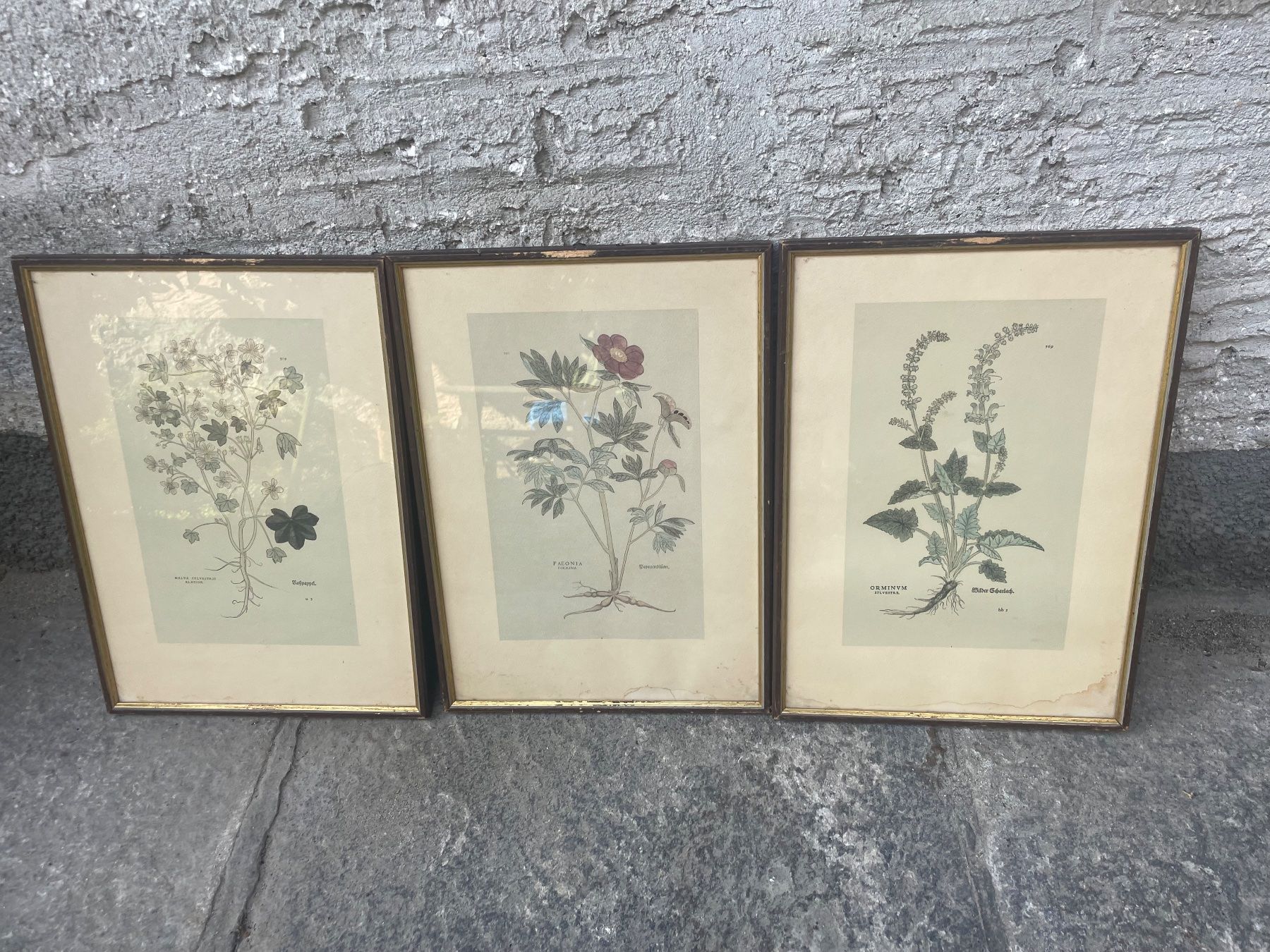 Dipinti: 3  Dessins - botanique – Usato da Minusio venduto da Pink222