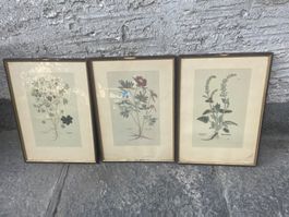 3  Dessins - botanique