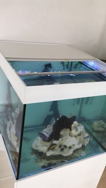 Acquari: 100x100x80 Hochglanz – Nuovo (secondo la descrizione) da Berikon venduto da fischundart 5