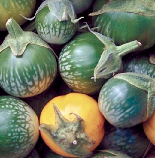 Piante & sementi: 10 SAMEN Eierfrucht BIO Aubergine – Nuovo e nell'imballaggio originale da Rovio venduto da POSITIFFARTandPLANTS 2
