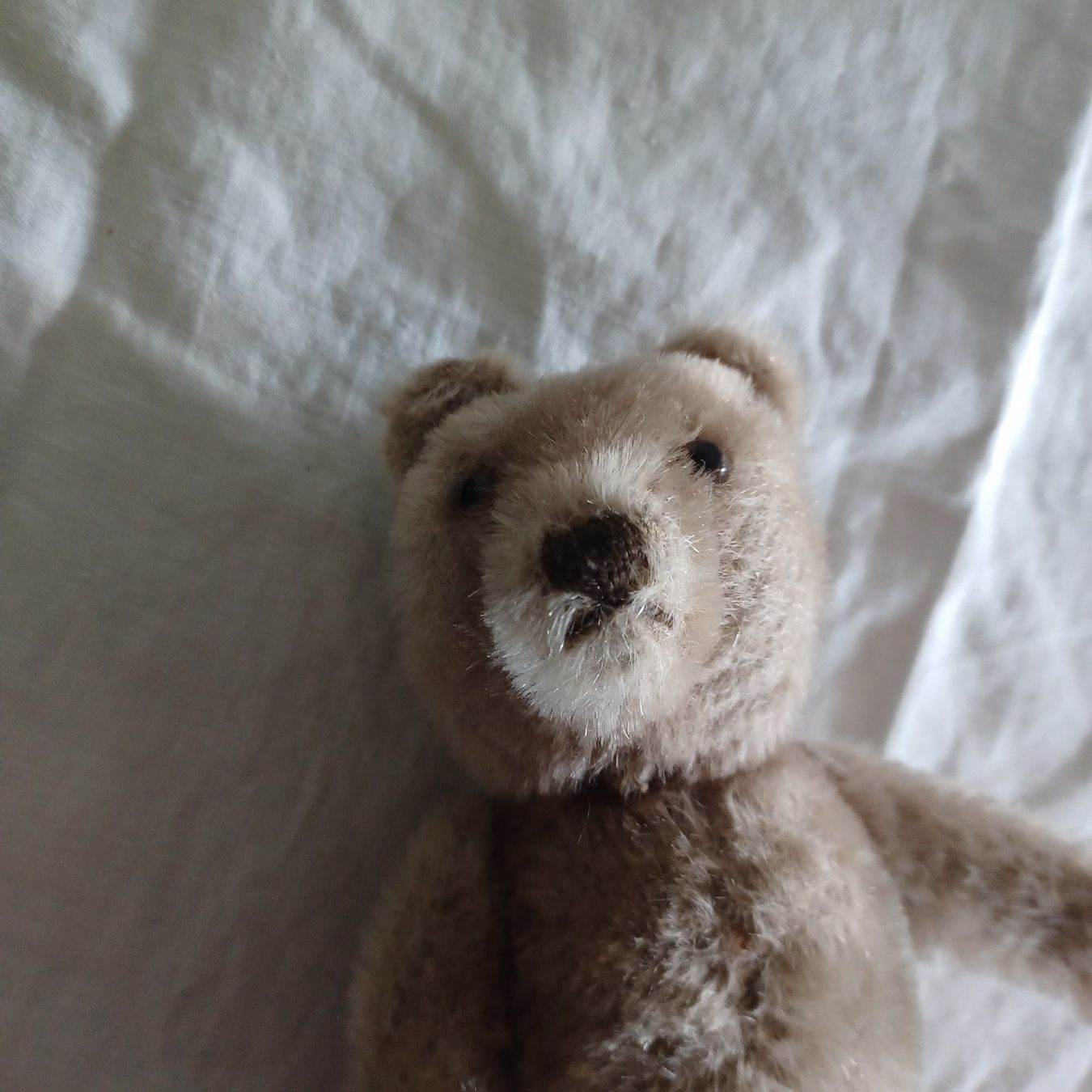 Steiff Giocattoli: Steiff Bär 21 cm gross um 1960 – Usato da Abtwil SG venduto da luupsy 3