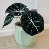 🖤 Alocasia Reginula ‘Black Velvet’ Rhizome
