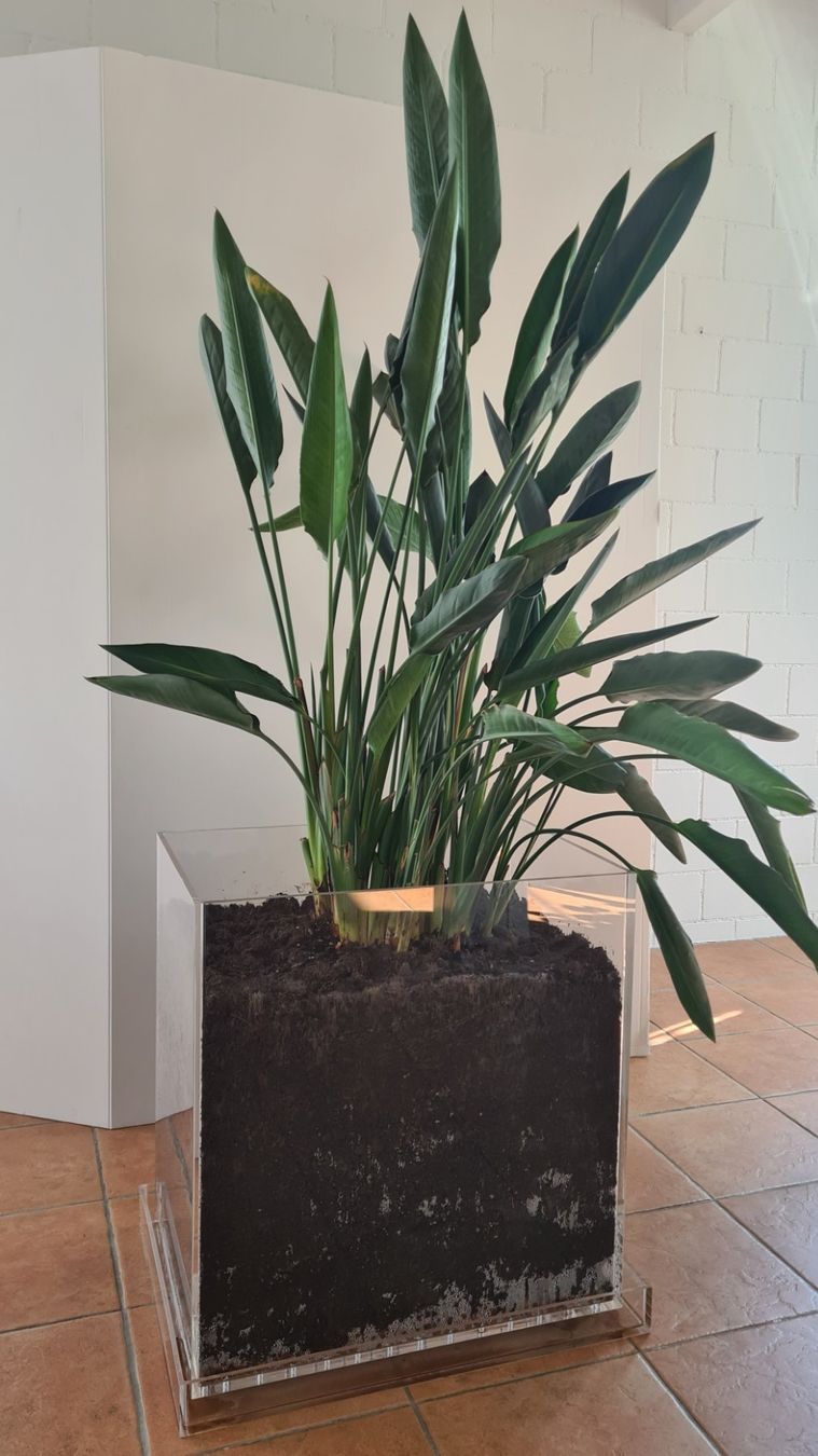 Piante & sementi: Paradiesvogelblume Strelitzia in Plexiglasbehälter – Usato da Stäfa venduto da Vallehondo 2