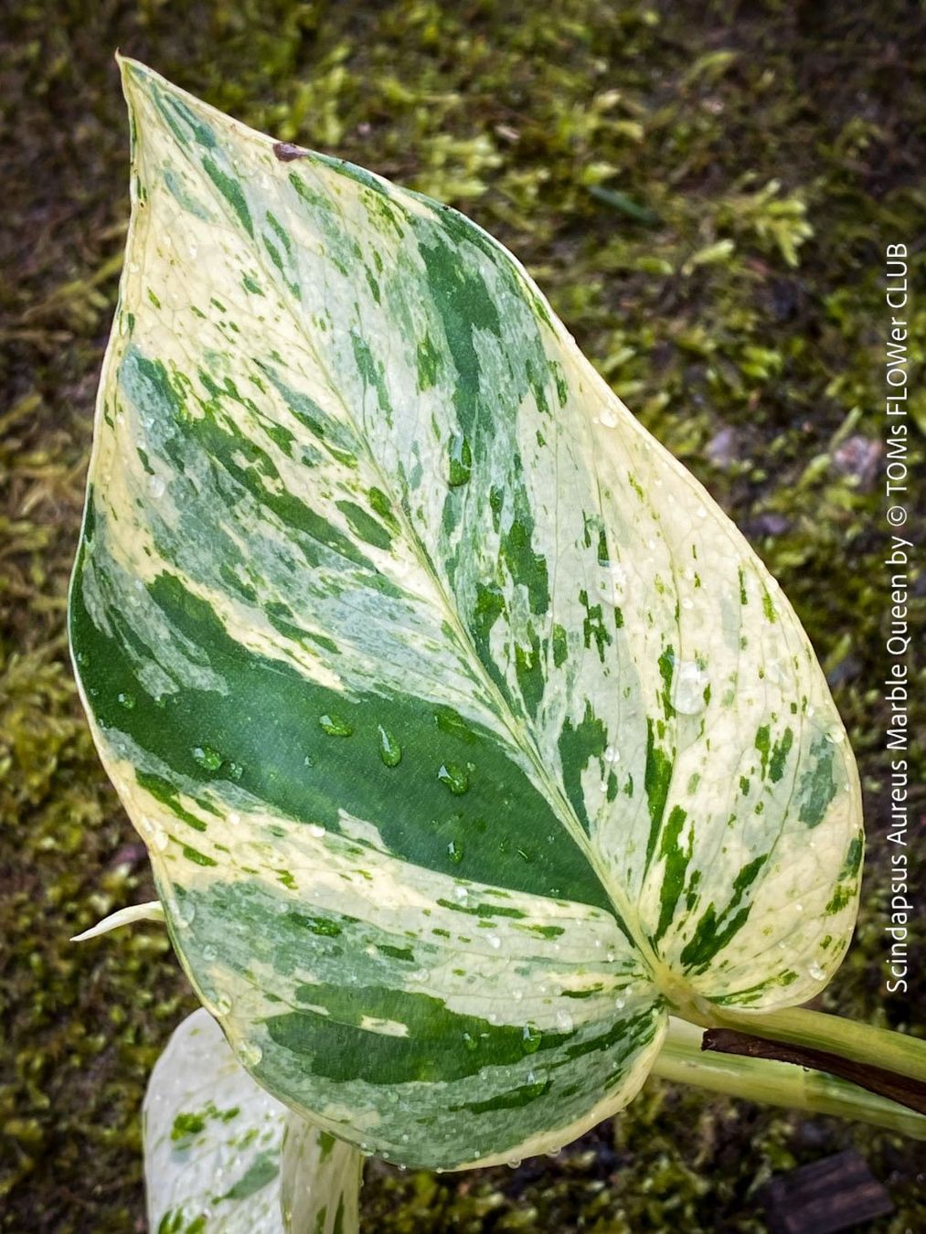 Plantes & graines: Scindapsus Aureus Marble Queen - pflegeleicht & robust – Neuf avec emballage d'origine à Adliswil par TAKEYOURPLANT 3