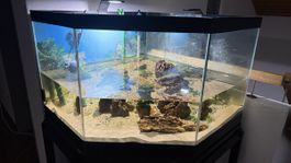 Grosses Eckaquarium mit vielem Zubehör