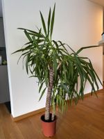 Yucca Palme Zimmerpflanze ca. 160cm, Top Zustand