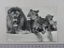 Zoo Zürich, Löwen, 1936, Zoologischer Garten