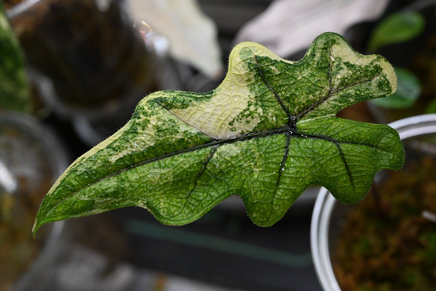 Piante & sementi: Alocasia Jacklyn albo – Usato da Crissier venduto da sleepingmouse