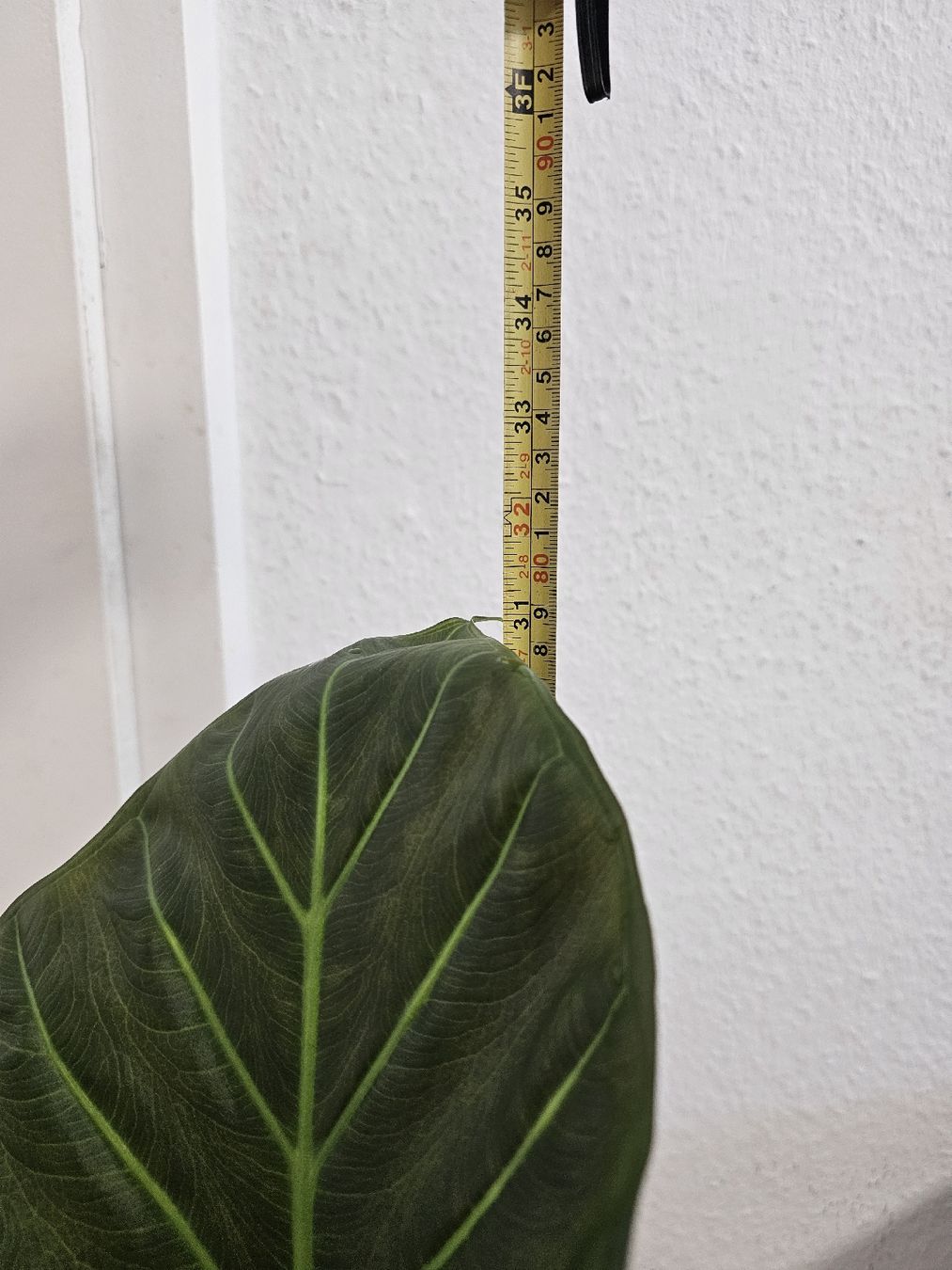 Piante & sementi: Grosse Mutterpflanze Alocasia Regal Shields – Nuovo (secondo la descrizione) da Utzenstorf venduto da Dac_mk 2