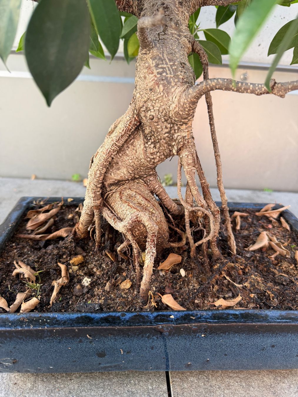 Piante & sementi: Bonsai Ficus – Usato da Ennetbaden venduto da miboo 2