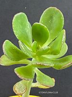 Sedum Dendroideum - falsche Fetthenne aus Mexiko