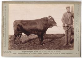 Fotografie H. Schnaebeli, Berlin, Ausste