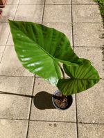 Alocasia Zimmerpflanze