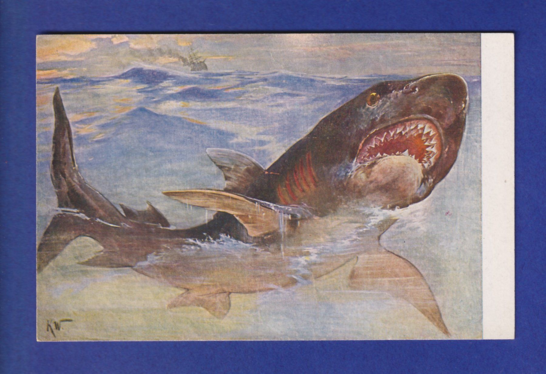 Cartes postales: REQUIN – D'occasion à Pully par nicecards-shop