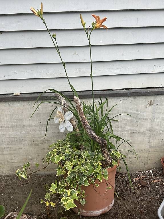 Vasi per fiori: 6 Blumen im Tontopf  – Usato da Frauenfeld venduto da Irene.Schuppli