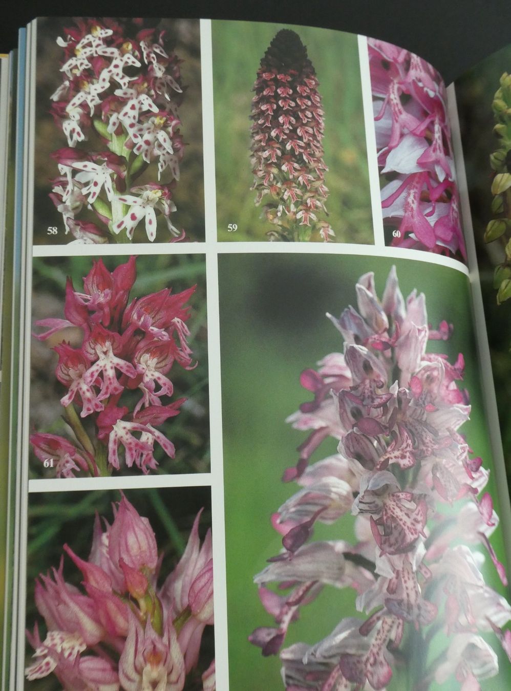 Libri: Die Orchideen der Schweiz, E. + O. Danesch, Geschenkidee/NEU – Nuovo e nell'imballaggio originale da Oberentfelden venduto da Rosenresli.02 7