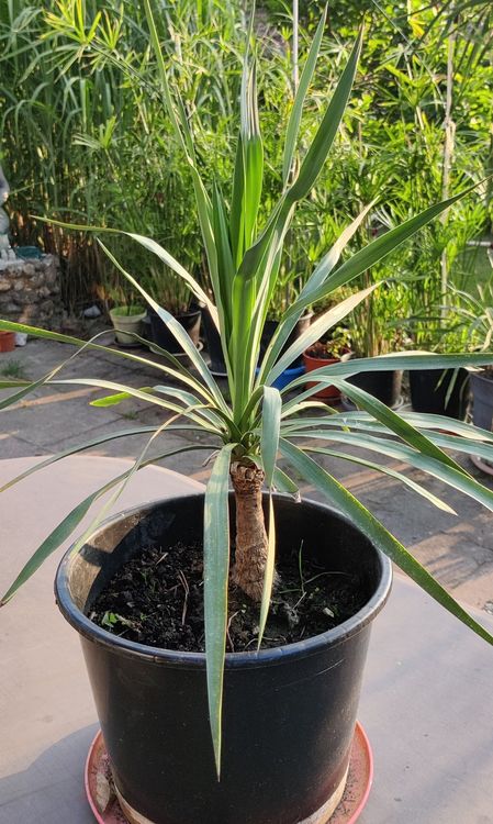Yucca Palme Palmlilie Pflanze Balkon Terrasse Zimmer Kaufen auf Ricardo