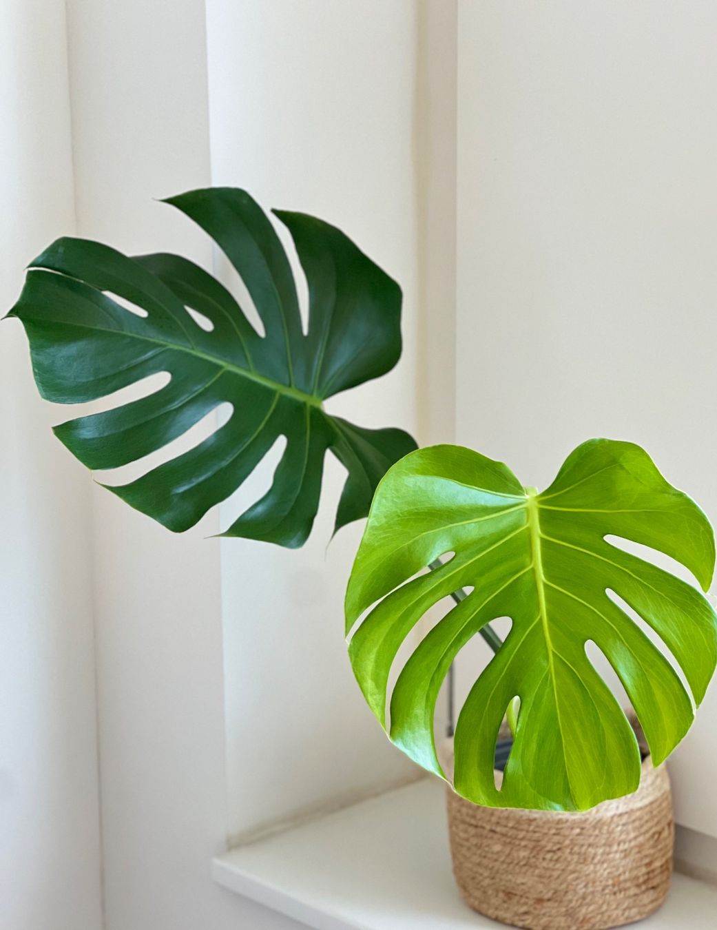 Piante & sementi: Monstera Deliciosa🤩 – Usato da Glattpark(Opfikon) venduto da ste_n99y 5