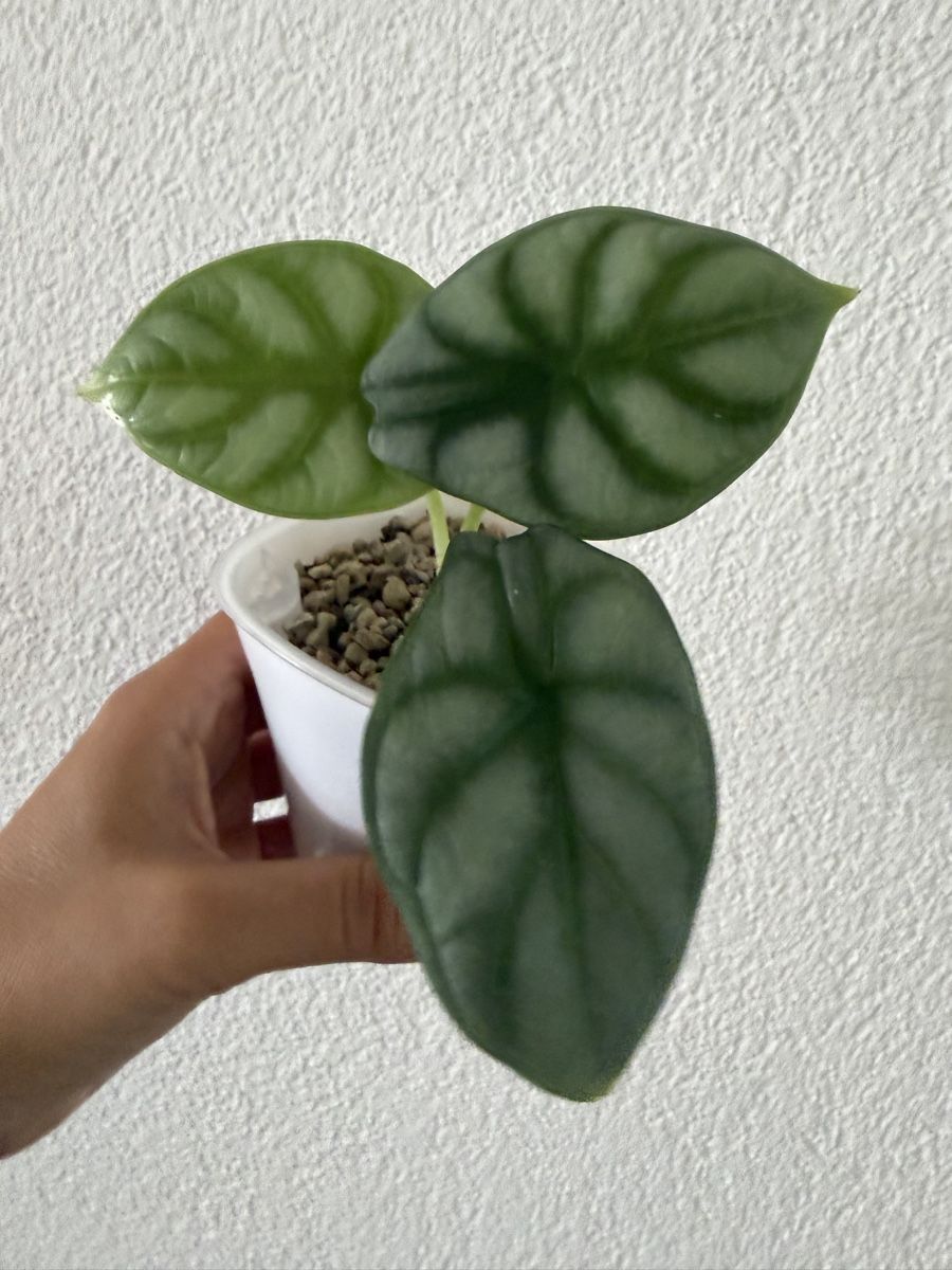 Piante & sementi: Alocasia Silver Dragon im SB-Topf – Usato da Ostermundigen venduto da summy73