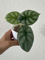 Alocasia Silver Dragon im SB-Topf