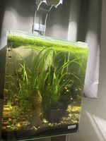 Dennerle Nano Cube 60l Aquarium mit Lampe akzeptabel