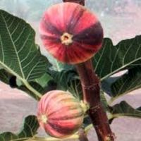 Figuier BNR (Bordissot Negra Rimada) PLANT COLLECTION 20cm