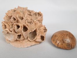 Fossile Seeigel und Seepocken