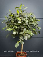 Ficus Rubiginosa Australis | Grosser Solitärbaum 130 x 80cm