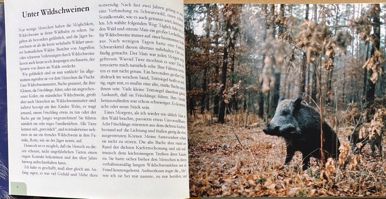 Libri: Meynhardt Heinz, Wildschweingeschichten – Nuovo (secondo la descrizione) da Sarnen venduto da Livres 4