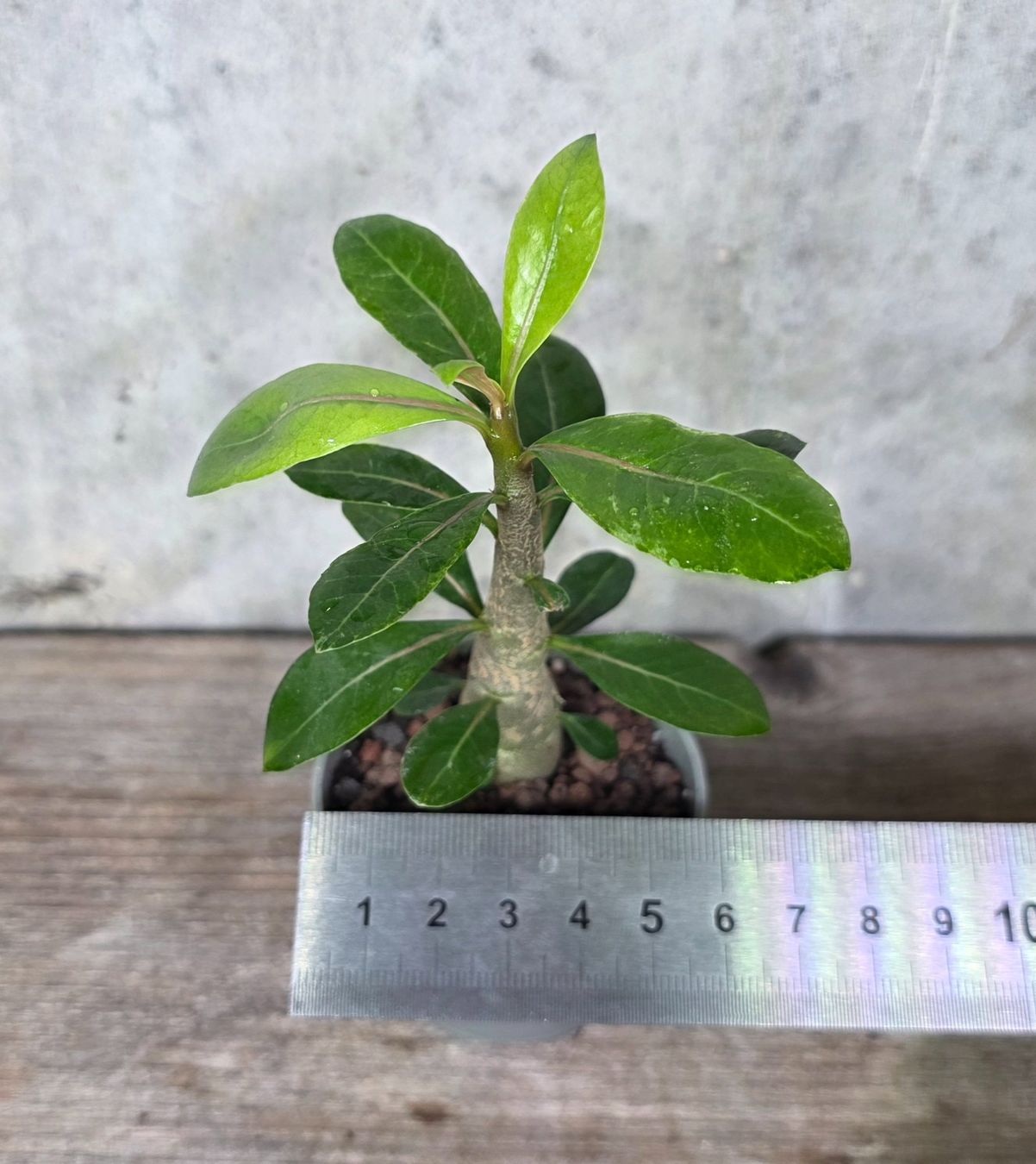 Piante & sementi: Adenium Obesum Sämling – Usato da St.Erhard venduto da Plumilandschweiz 2
