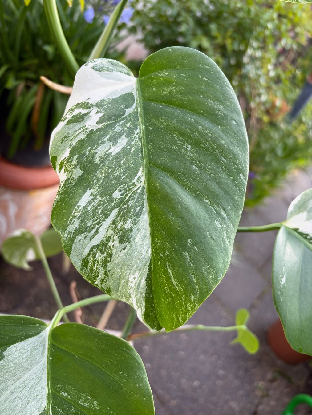 Piante & sementi: Monstera variegata, getopft – Nuovo (secondo la descrizione) da Winterthur venduto da Aniger 5