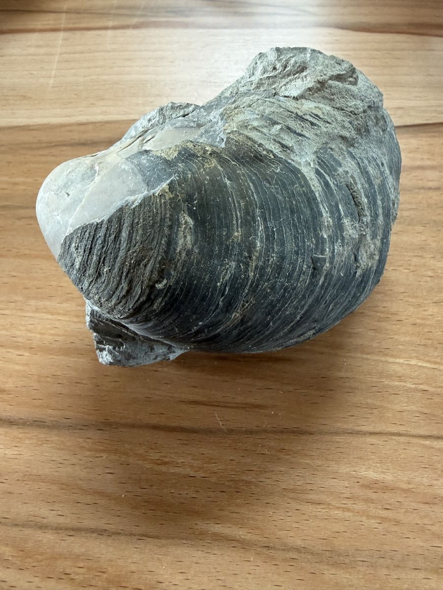 Fossilien: Versteinerte Auster – Gebraucht aus Grenchen von Bastet007 1