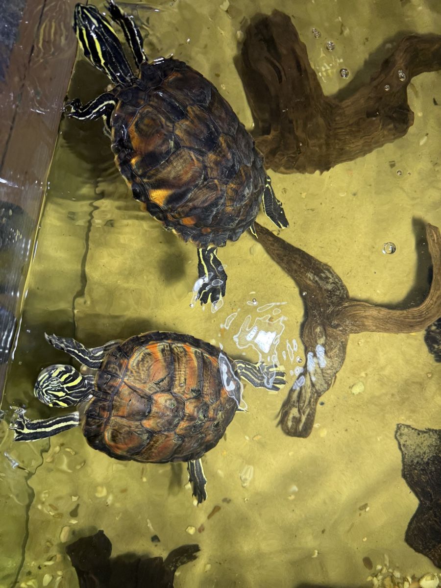 Acquari: Aquarium mit Schildkröten – Usato da Embrach venduto da Bokis 5