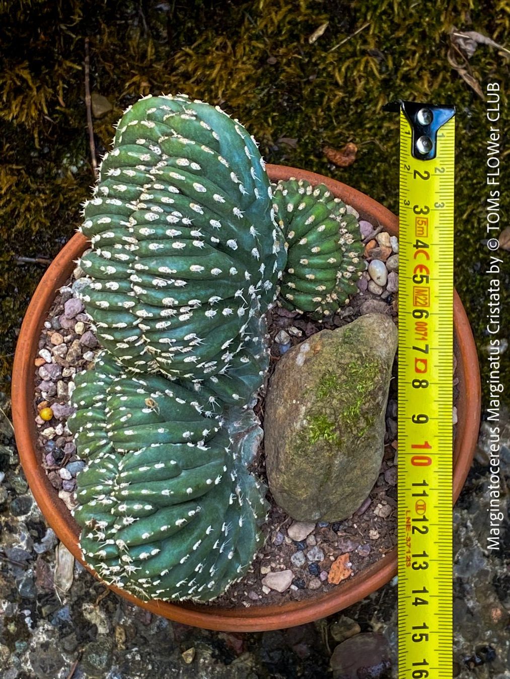 Piante & sementi: Marginatocereus Marginatus Cristata – Nuovo e nell'imballaggio originale da Adliswil venduto da TAKEYOURPLANT 3