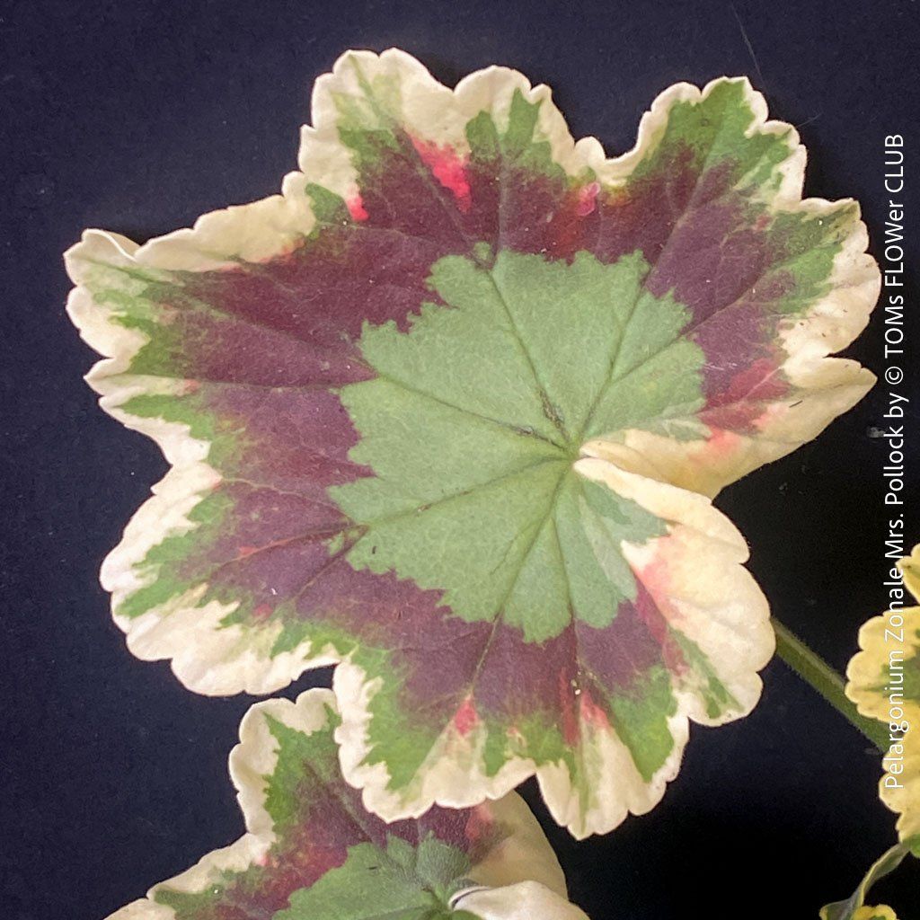 Piante & sementi: Pelargonium Zonale 'Mrs. Pollock' - historische Geranie – Nuovo e nell'imballaggio originale da Adliswil venduto da TAKEYOURPLANT 9