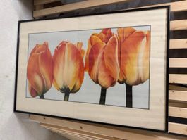 Bild Rosen mit Rahmen und Glas