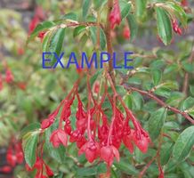 Begonia*Fuchsifoliosa*****
