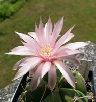 Kakteen, Pflanze, Gymnocalycium horstii (grosse Blüten)