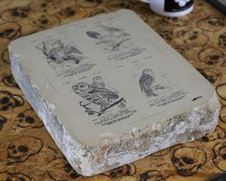 Lithographiestein "Wendehals, Kuckuck, Waldkauz, Steinkauz"
