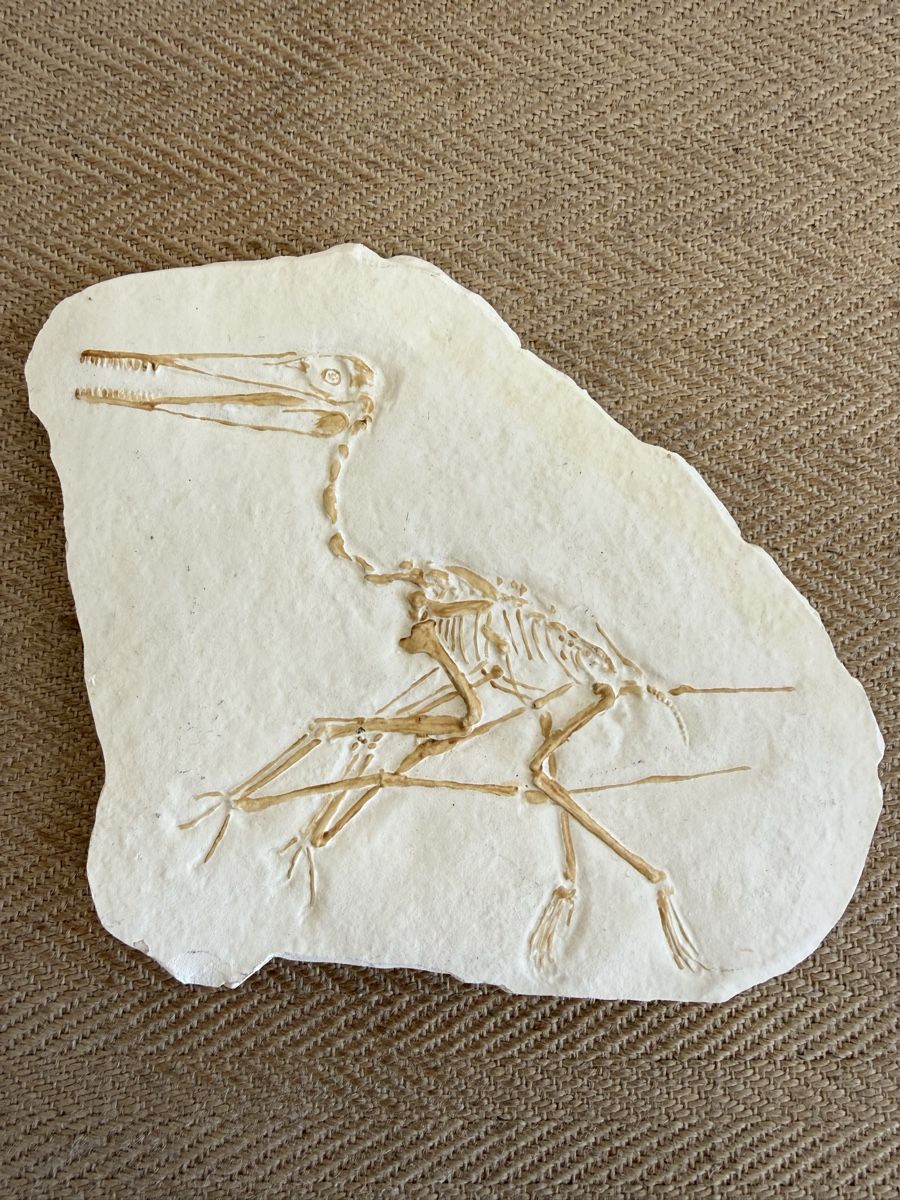 Fossili: Flugdrache Pterodactylus Fossil Replika  – Usato da Konolfingen venduto da petzipetz