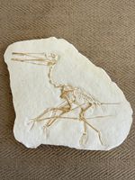 Flugdrache Pterodactylus Fossil Replika 