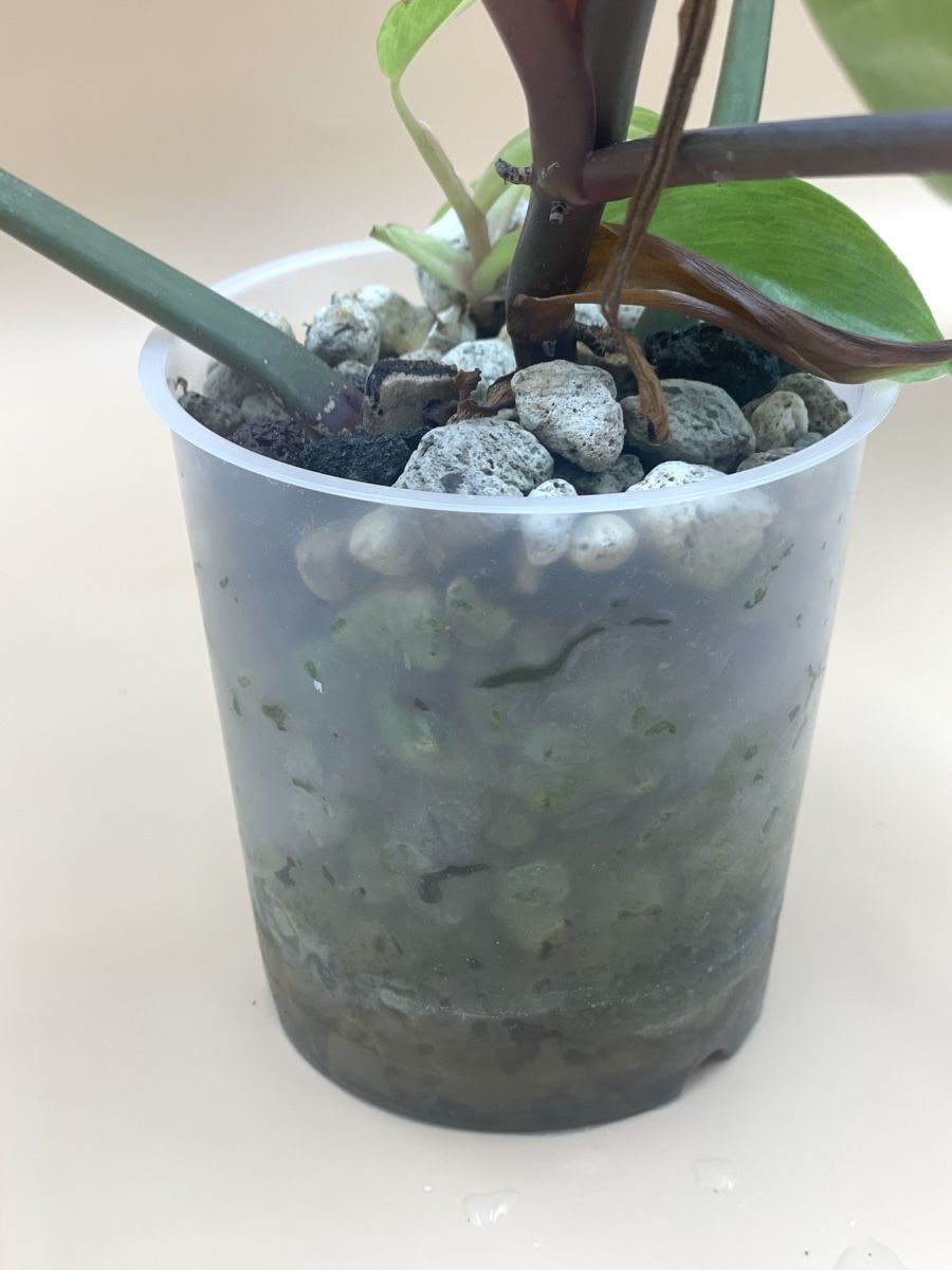 Pflanzen & Samen: Philodendron Painted Lady – Neu (gemäss Beschreibung) aus Zürich von Leafscape 2