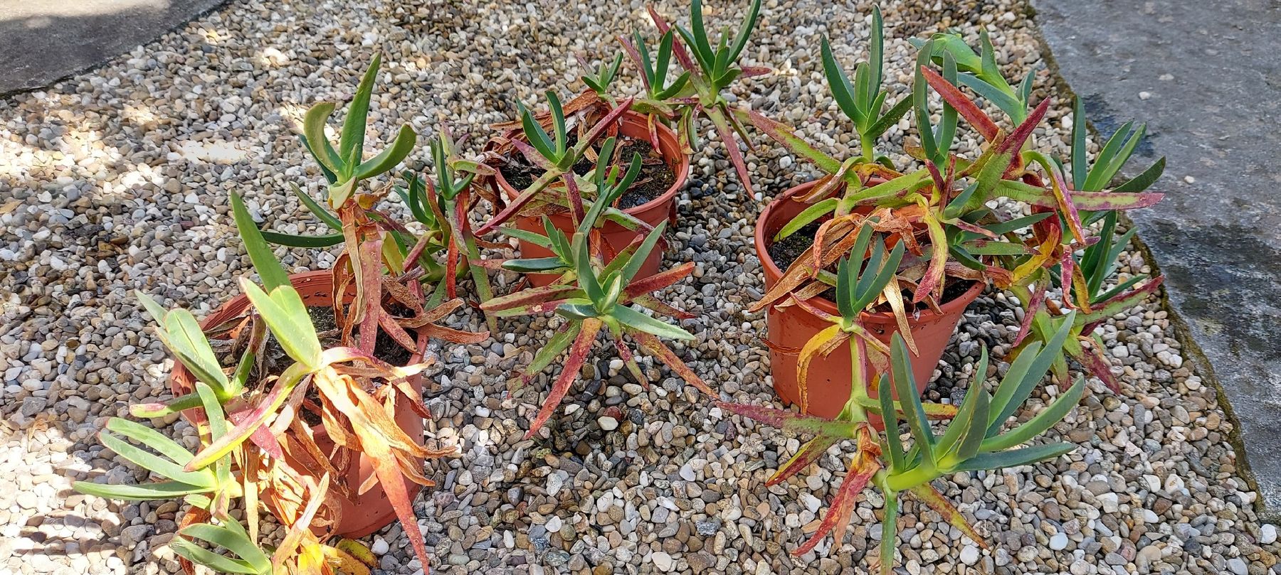 Plantes & graines: Hottentottenfeige - Carpobrotus edulis - Mittagsblume – D'occasion à Küssnacht am Rigi par Mukare