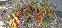 Hottentottenfeige - Carpobrotus edulis - Mittagsblume