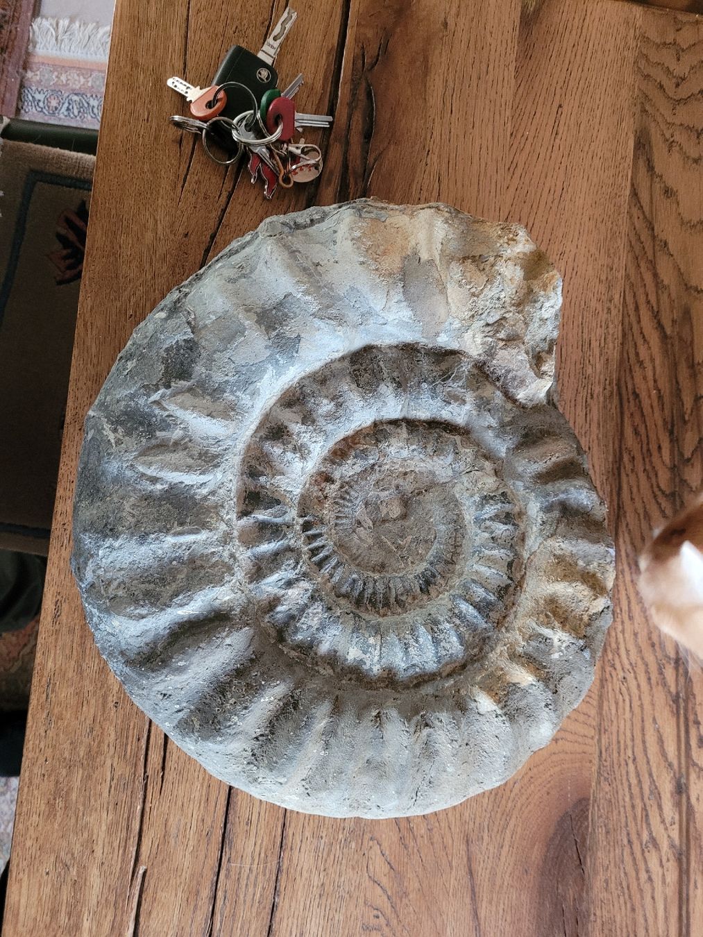 Fossilien: ammonit fosil gross – Gebraucht aus Lupfig von Metallica81