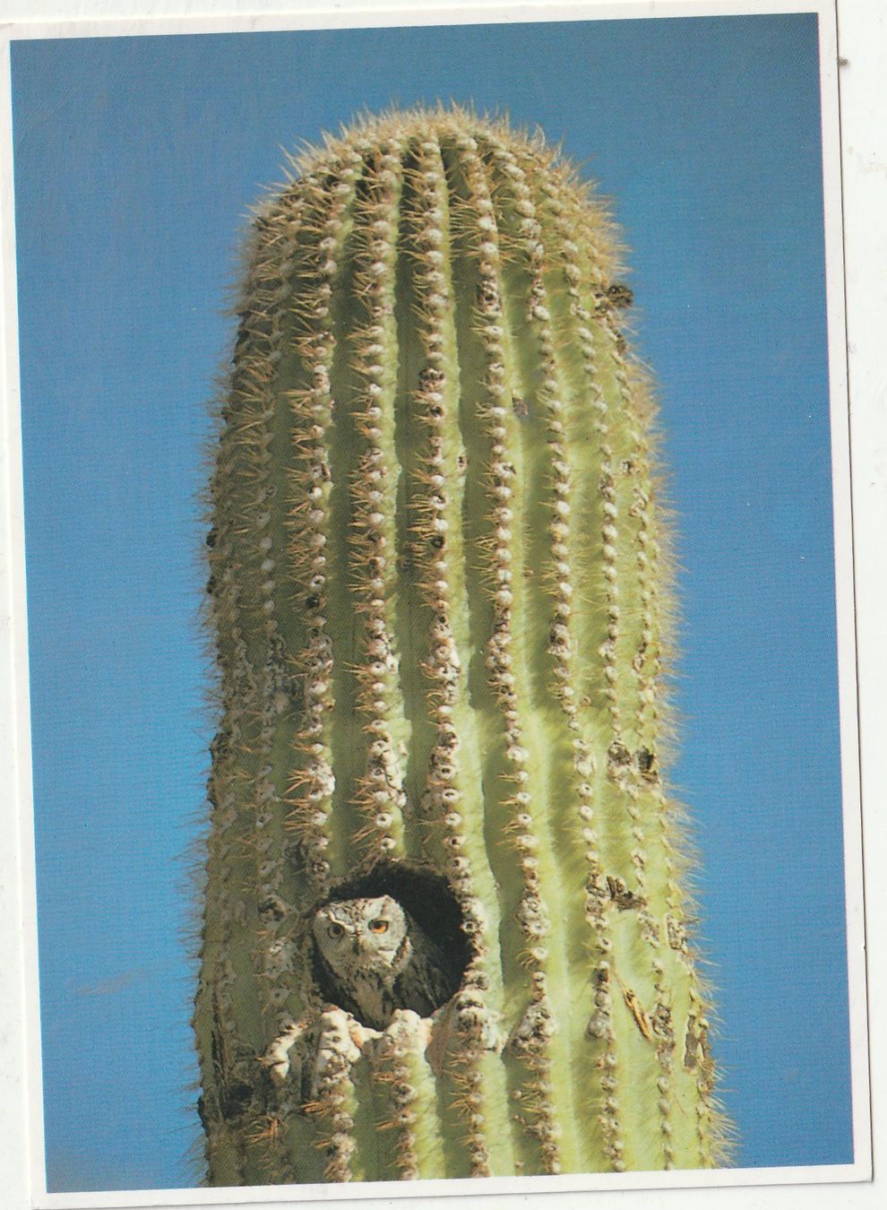Cartes postales: Blumenkarte – D'occasion à Lumbrein par made02