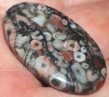 Cabochon L-876 – Crinoid Fossil – 34x20mm