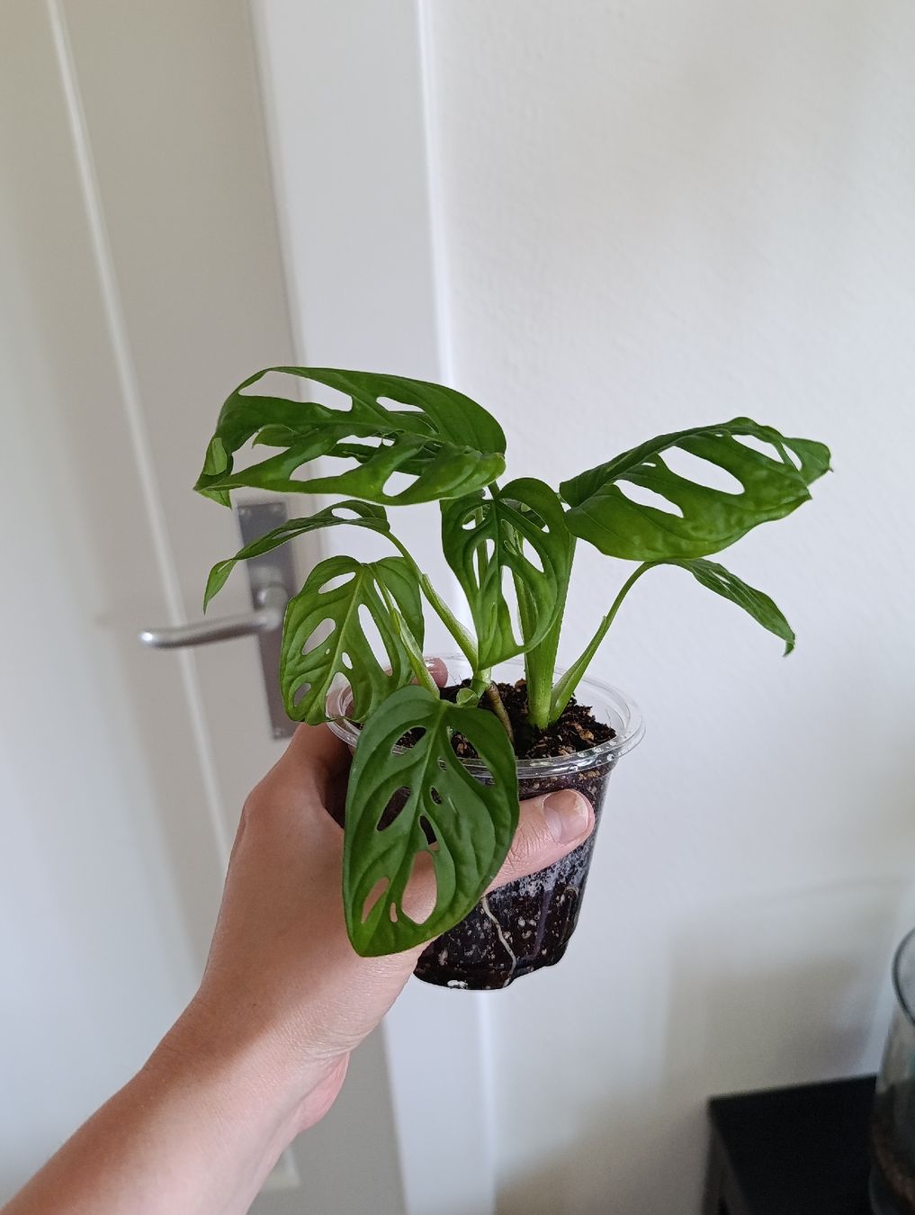 Pflanzen & Samen: Monstera Adansonii  – Neu (gemäss Beschreibung) aus Baar von L.isa28